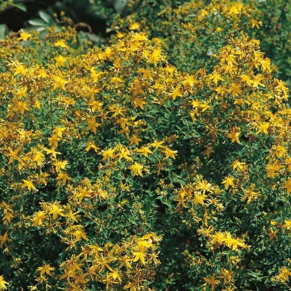 Picture of Herb St Johns Wort (Hypericum Perforatum)